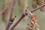 Líska obecná (Corylus avellana)