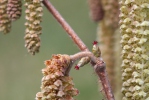 Líska obecná (Corylus avellana)