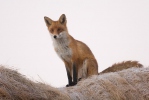 Liška obecná (Vulpes vulpes)