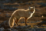 Liška obecná (Vulpes vulpes)