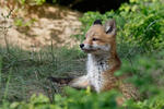 Liška obecná (Vulpes vulpes)