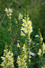 Lnice květel (Linaria vulgaris)