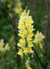 Lnice květel (Linaria vulgaris)