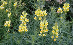 Lnice květel (Linaria vulgaris)