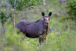 Los mokraďový (Alces alces)