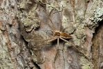 Lovčík hajní (Pisaura mirabilis)