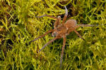 Lovčík mokřadní (Dolomedes plantarius)