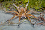 Lovčík mokřadní (Dolomedes plantarius)