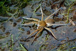 Lovčík mokřadní (Dolomedes plantarius)