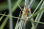 Lovčík vodní (Dolomedes fimbriatus)