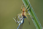 Lovčík vodní (Dolomedes fimbriatus)