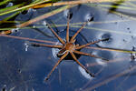 Lovčík vodní (Dolomedes fimbriatus)