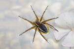 Lovčík vodní (Dolomedes fimbriatus)