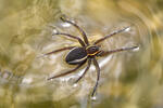 Lovčík vodní (Dolomedes fimbriatus)