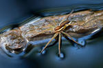 Lovčík vodní (Dolomedes fimbriatus)