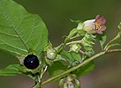 Ľuľkovec zlomocný (Atropa bella-donna)