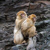 Magot (Macaca sylvanus)