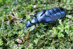 Majka fialová (Meloe violaceus)