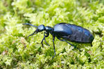 Majka fialová (Meloe violaceus)