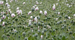 Mák setý (Papaver somniferum)