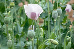 Mák setý (Papaver somniferum)