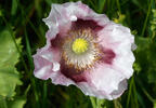 Mák setý (Papaver somniferum)