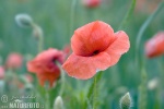 Mak vlčí (Papaver rhoeas)