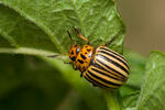 Mandelinka bramborová (Leptinotarsa decemlineata)