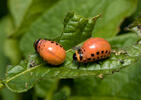 Mandelinka bramborová (Leptinotarsa decemlineata)