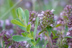 Mateřídouška úzkolistá (Thymus serpyllum)