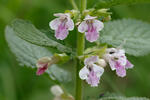 Medúnka medovkolistá (Melittis melissophyllum)