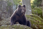 Medvěd hnědý (Ursus arctos)