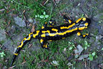 Mlok skvrnitý (Salamandra salamandra)