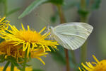 Mlynárik repový (Pieris rapae)