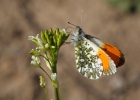 Mlynárik žeruchový (Anthocharis cardamines)