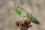 Modlivka zelená (Mantis religiosa)