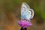 Modráčik (Polyommatus sp.)