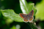 Modrásek tmavohnědý (Aricia agestis)