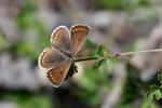 Modrásek tmavohnědý (Aricia agestis)