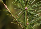 Modřín opadavý (Larix decidua)