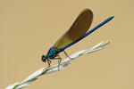 Motýlice (Calopteryx xanthostoma)