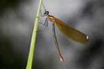 Motýlice obecná (Calopteryx virgo)