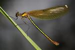 Motýlice obecná (Calopteryx virgo)