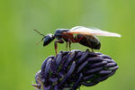 Mravenec obrovský (Camponotus herculeanus)