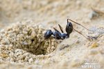 Mravenec pouštní