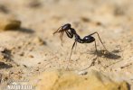 Mravenec pouštní