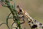 Mravkolev (Palpares libelluloides)