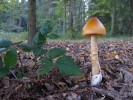 Muchomůrka šafránová (Amanita crocea)