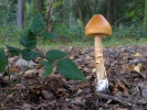 Muchomůrka šafránová (Amanita crocea)