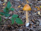 Muchomůrka šafránová (Amanita crocea)